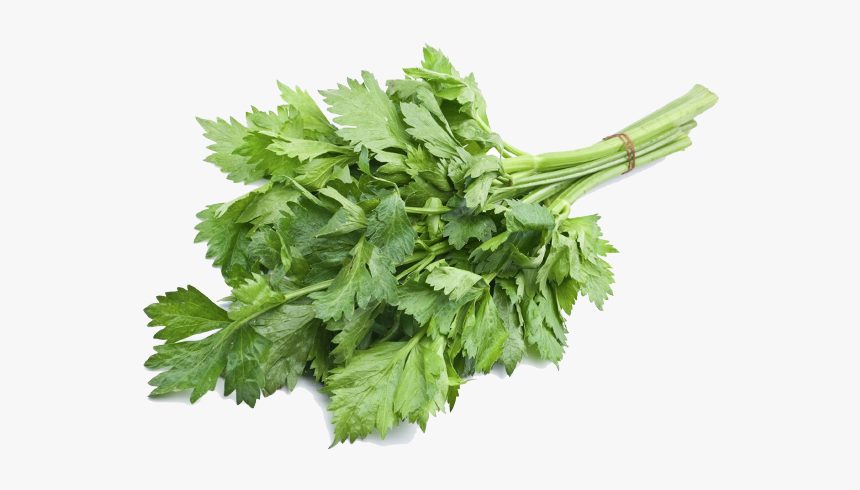 157-1577315_celery-leaves-hd-png-download