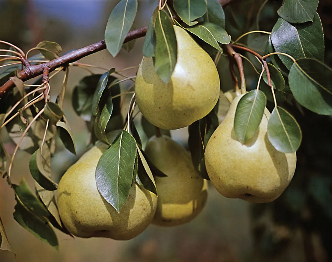 fruits