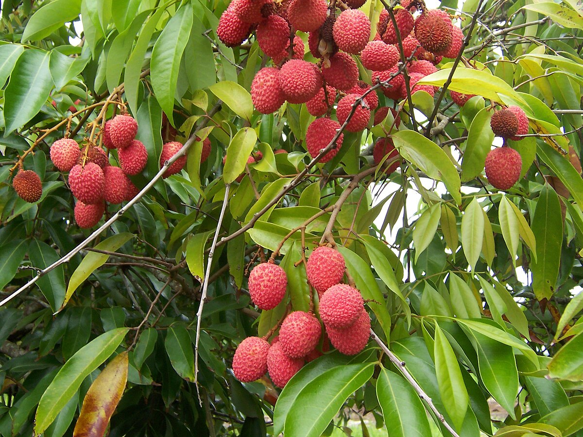 fruits