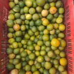 WhatsApp Image 2025-11-14 at 5.18.54 PM