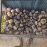 WhatsApp Image 2025-11-14 at 5.18.58 PM (1)