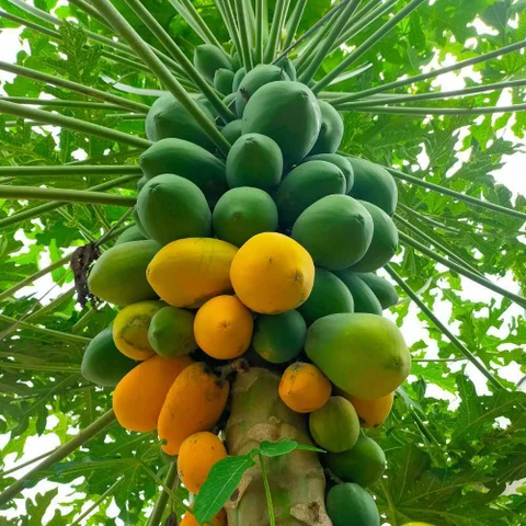 fruits