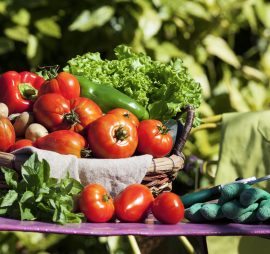 Some vegetables in a basket under sunlight